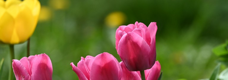 Tulpenblüte Frühjahr