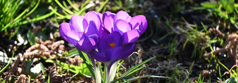 Frühlingsblumen im Pfarramt