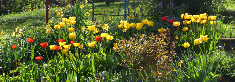 Blumen Frühjahr