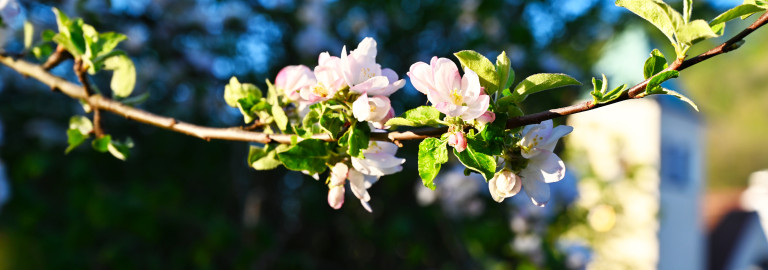 Ostern mit Friedenskirche