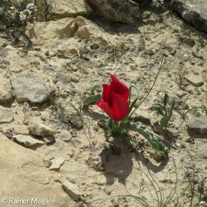 Wüstenblume